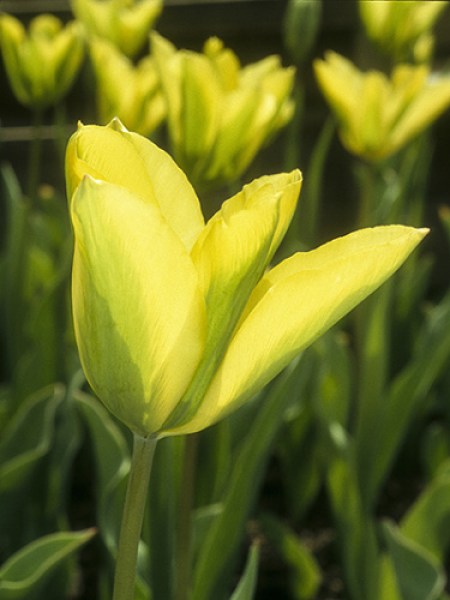 Tulipa Formosa